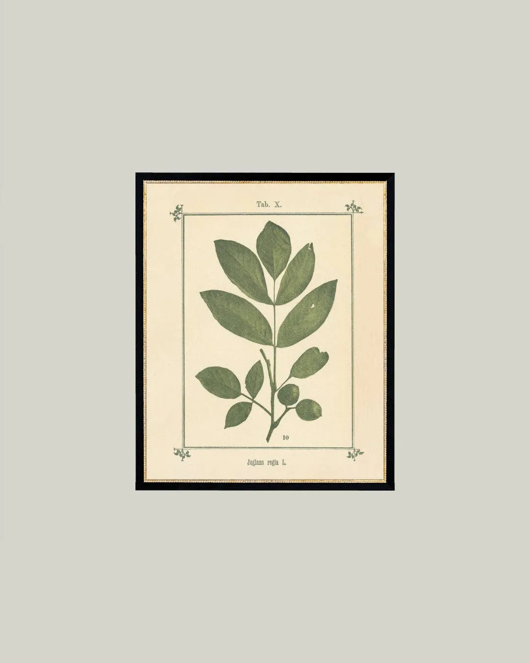 8x10 Plant Atlas in Frame