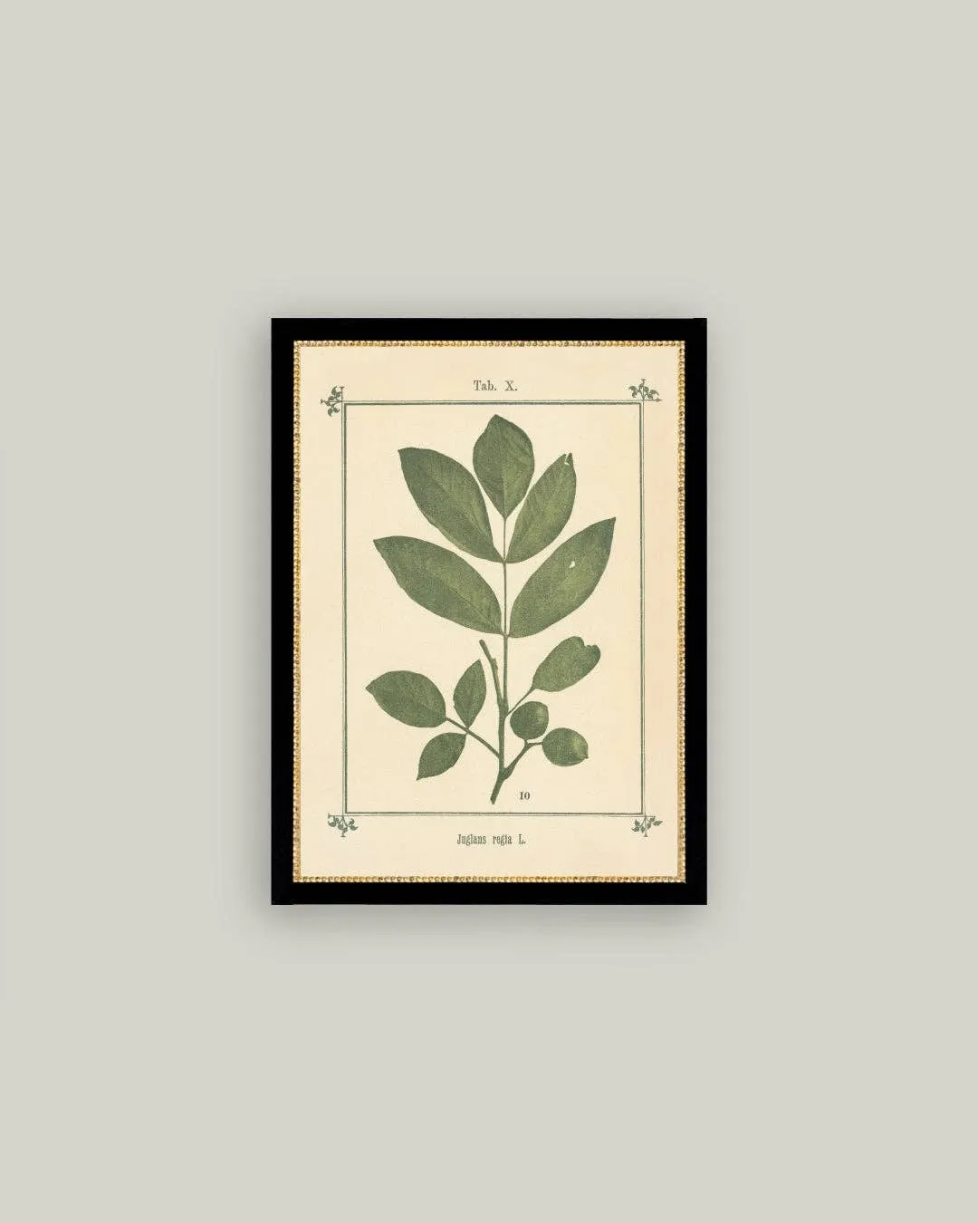 8x10 Plant Atlas in Frame