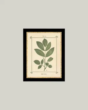 8x10 Plant Atlas in Frame