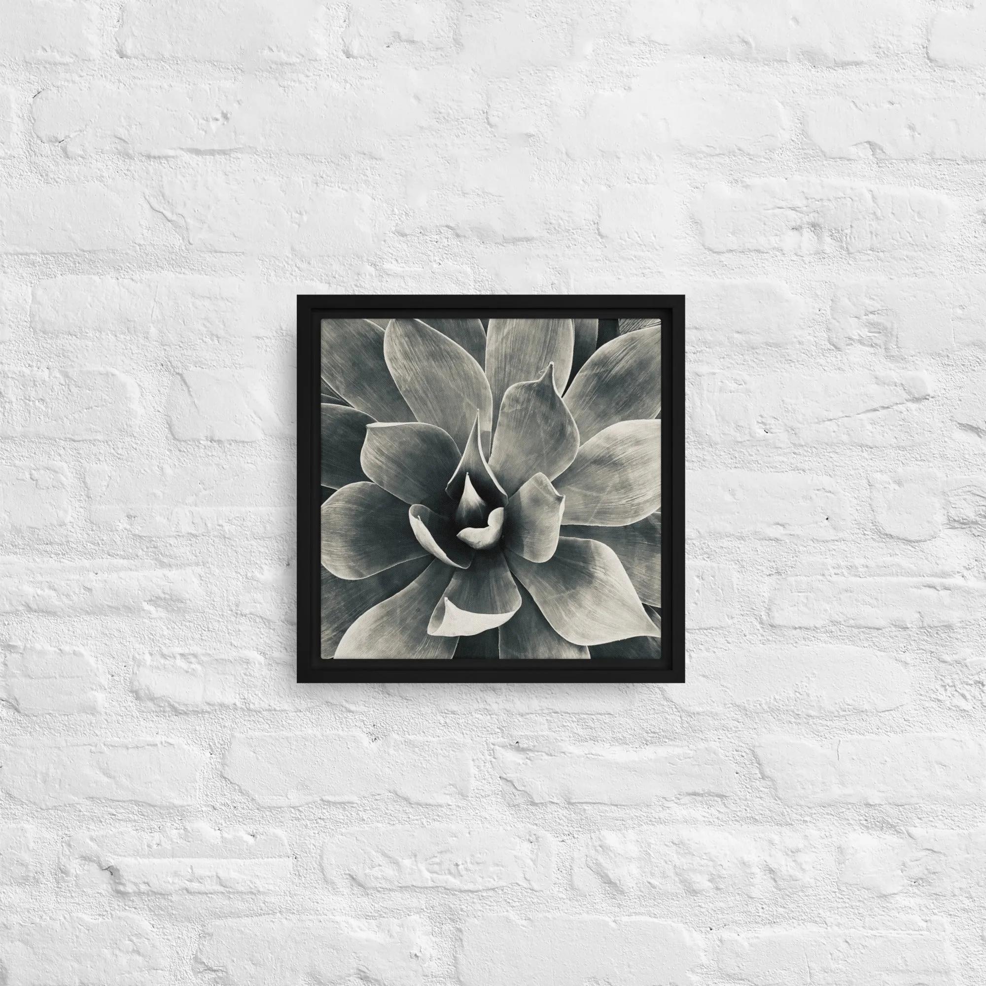 Agave (b   w) {a framed canvas}