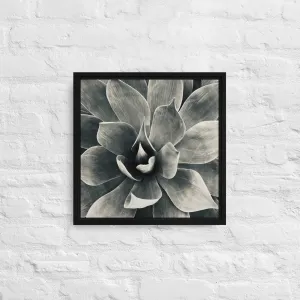 Agave (b   w) {a framed canvas}