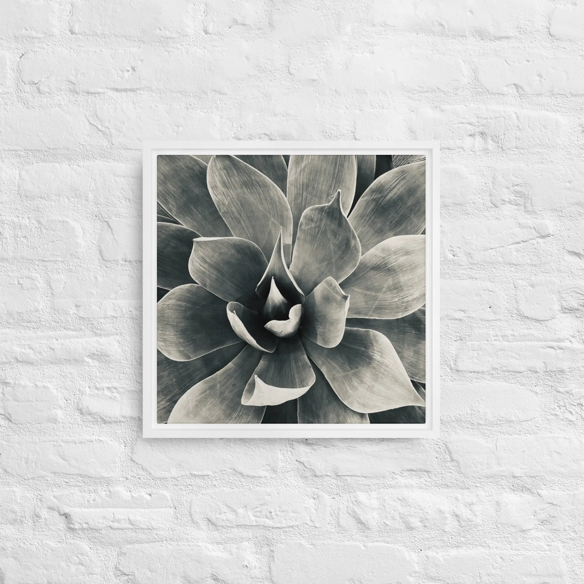 Agave (b   w) {a framed canvas}