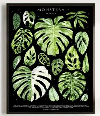 Botanical Varieties 'Monstera' Plant Art Print