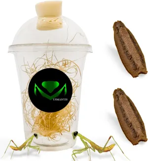 Carolina Praying Mantis Egg Cases Hatching Habitat Cup (Pack of Two Eggs) - Package Comes with a Transparent Habitat Cup, Each Egg Case Produces Approximately 50 to 200 Baby Nymphs mantises