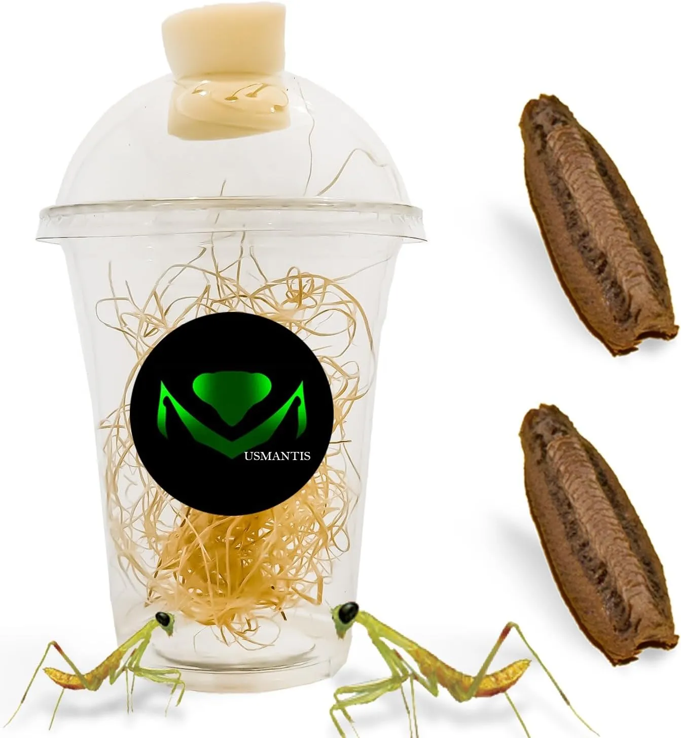 Carolina Praying Mantis Egg Cases Hatching Habitat Cup (Pack of Two Eggs) - Package Comes with a Transparent Habitat Cup, Each Egg Case Produces Approximately 50 to 200 Baby Nymphs mantises