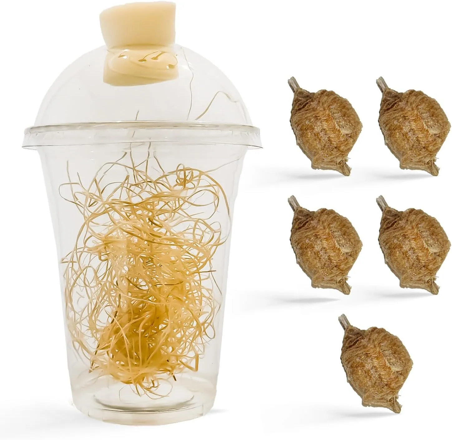 Chinese Praying Mantis Ootheca Egg Case with Hatching Habitat Transparent Cup - Five Egg Cases - Beneficial for Stem Education and Gardening, Egg Case Produces Approximately up to 400 Baby Nymphs