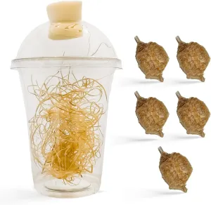 Chinese Praying Mantis Ootheca Egg Case with Hatching Habitat Transparent Cup - Five Egg Cases - Beneficial for Stem Education and Gardening, Egg Case Produces Approximately up to 400 Baby Nymphs