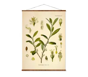 Cocaine Plant Vintage Medical Botanical - Antique Plant and Herb Drawings - Ready to Hang Kitchen Art Decor Canvas Scroll