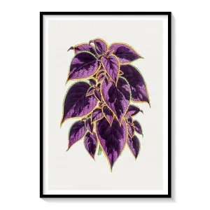 coleus plant, Botanical Flower Paintings