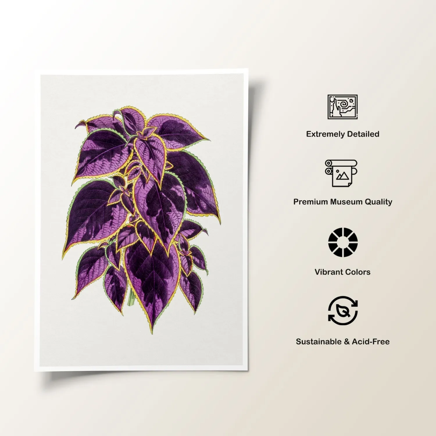 coleus plant, Botanical Flower Paintings