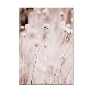 Grass Nature Scenery Picture Flower Plant