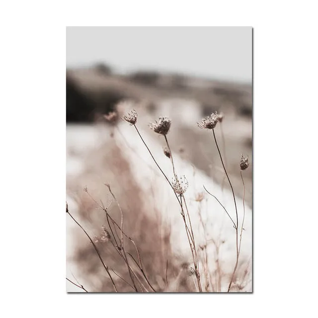 Grass Nature Scenery Picture Flower Plant