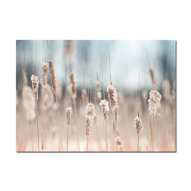 Grass Nature Scenery Picture Flower Plant
