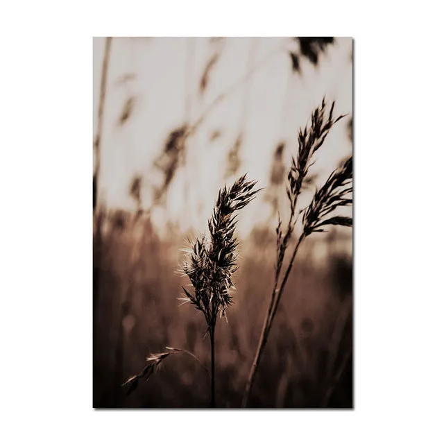 Grass Nature Scenery Picture Flower Plant