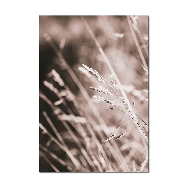 Grass Nature Scenery Picture Flower Plant