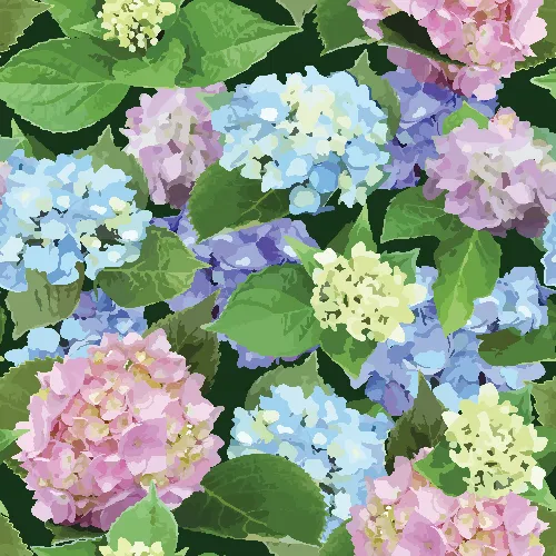 Lovely Hydrangea Blossom