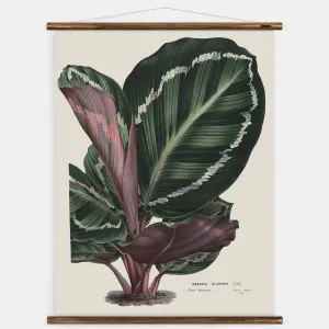Maranta Wall Chart