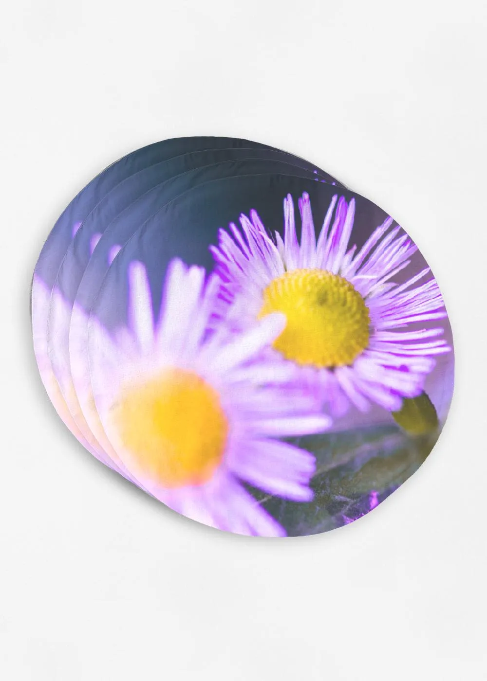 Purple daisy