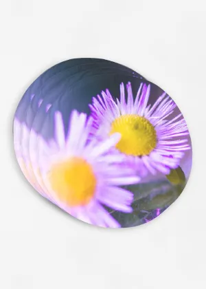 Purple daisy