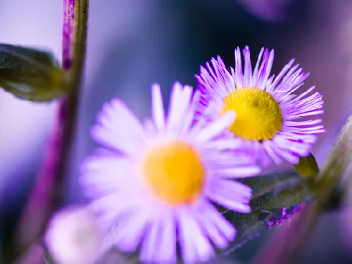 Purple daisy