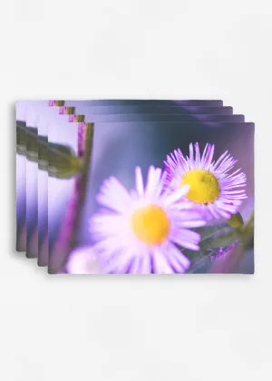 Purple daisy