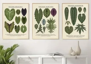 Set/3 Botanical Tropical Plant Varieties Art Print