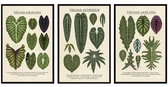 Set/3 Botanical Tropical Plant Varieties Art Print