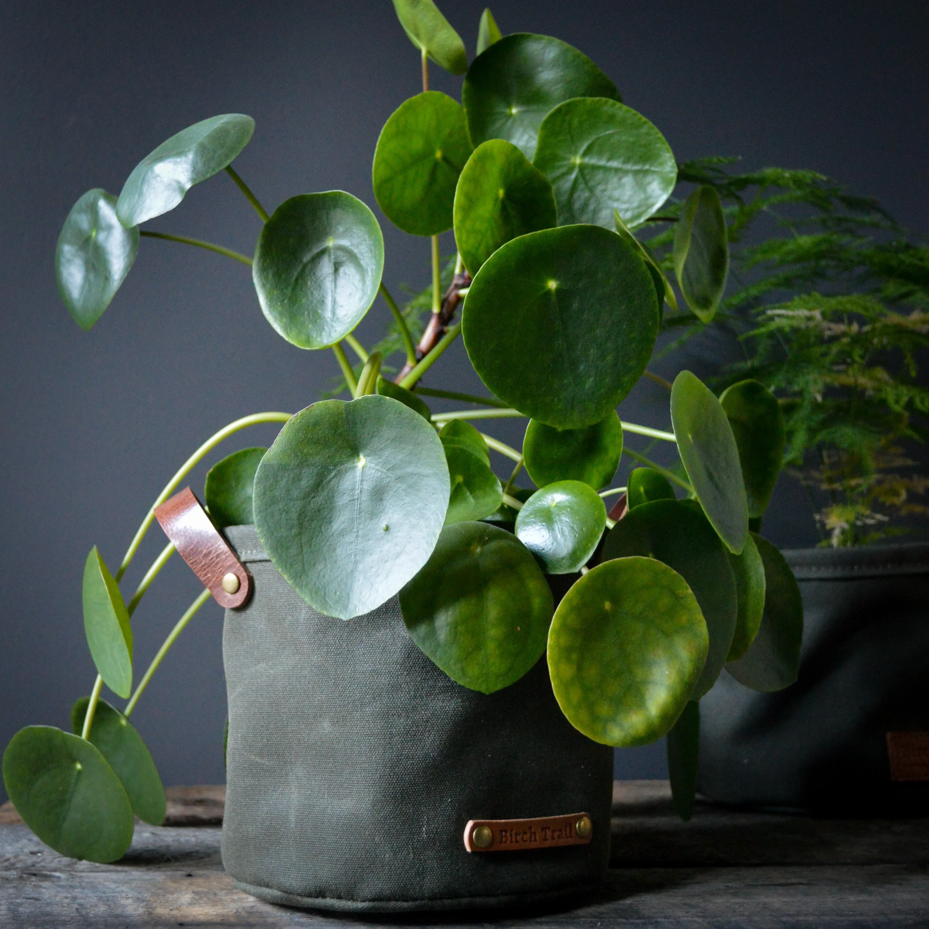 Waxed Canvas Planter